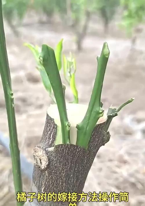 金橘种子种植的步骤是什么？