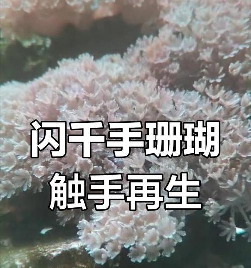 珊瑚繁殖的方法有哪些？珊瑚繁殖的成功率如何？