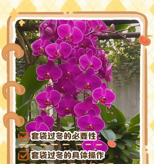 蝴蝶兰冬季养护要点是什么？如何安全过冬？