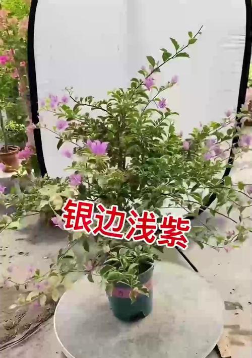 蝴蝶兰冬季养护要点是什么？如何安全过冬？