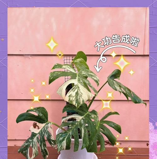 DIY水培植物有哪些？如何在家制作水培植物？