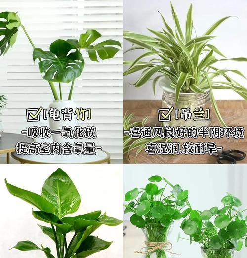 DIY水培植物有哪些？如何在家制作水培植物？
