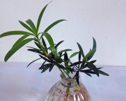 DIY水培植物有哪些？如何在家制作水培植物？