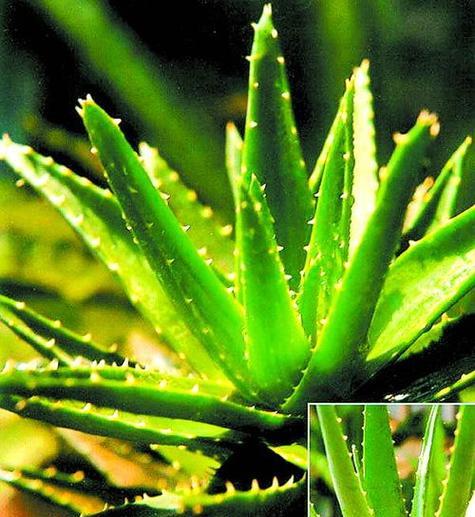 芦荟属于哪个科？了解芦荟的分类和特性？