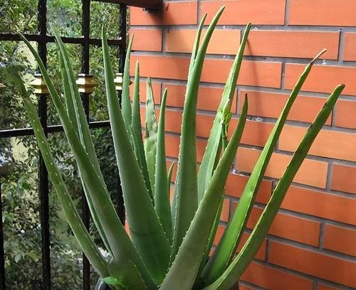 芦荟属于哪个科？了解芦荟的分类和特性？