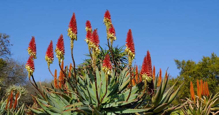 芦荟属于哪个科？了解芦荟的分类和特性？