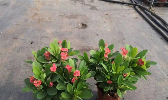 刺梅移植的最佳时机是什么时候？