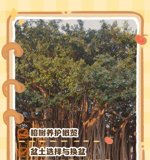 榕树怎么养殖？需要哪些条件？
