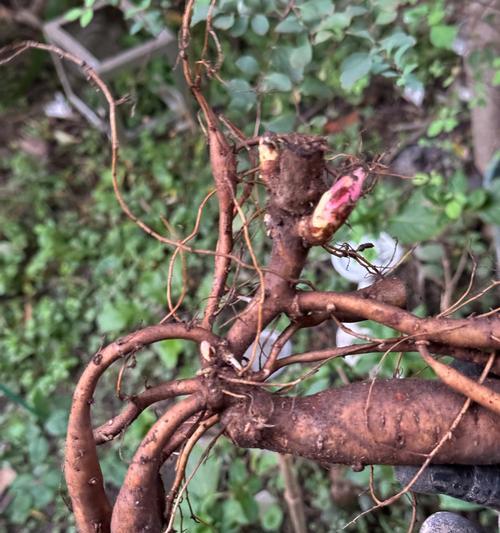 块根花卉有哪些种类？块根类花卉的养护要点是什么？
