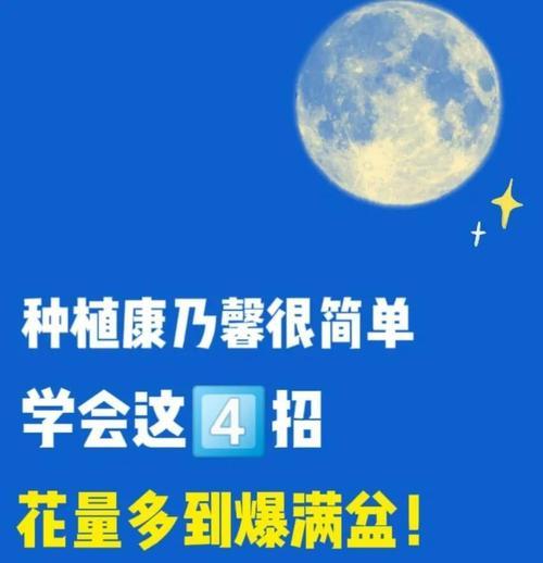 康乃馨的种植时间是什么时候？如何进行种植？