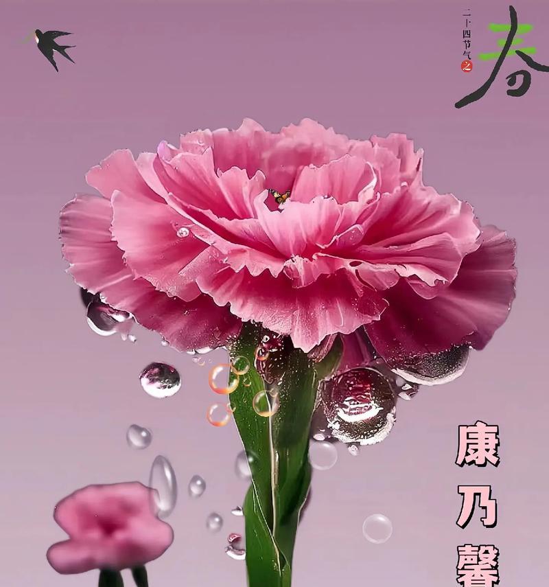 康乃馨的种植时间是什么时候？如何进行种植？