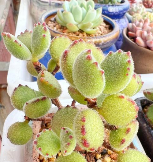 熊童子多肉植物的养殖方法和注意事项是什么？