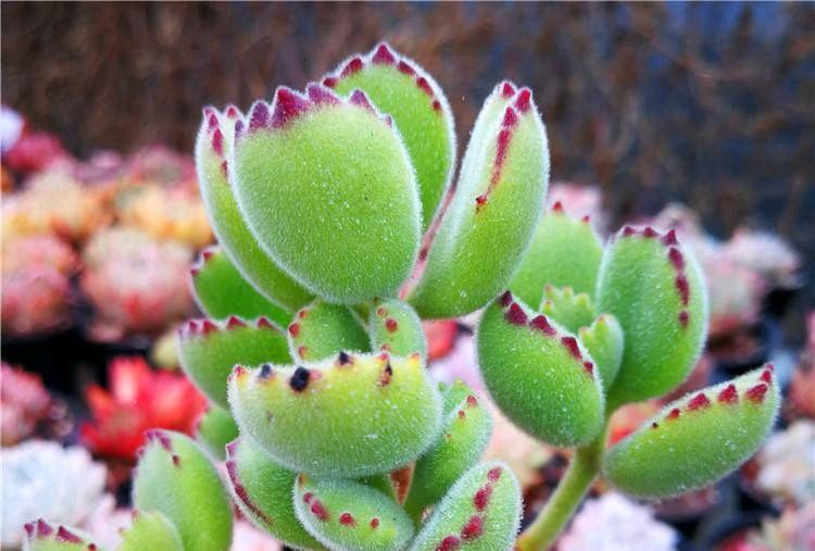 熊童子多肉植物的养殖方法和注意事项是什么？