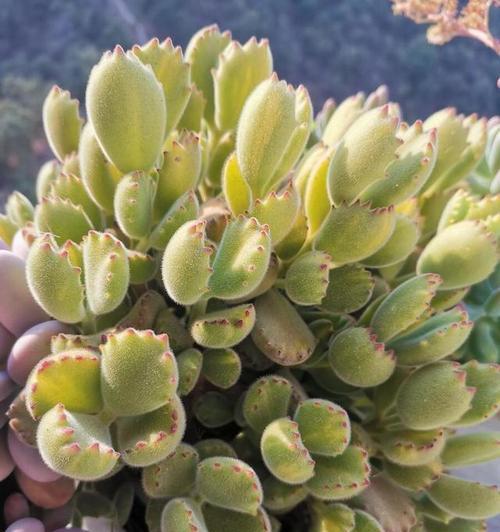 熊童子多肉植物的养殖方法和注意事项是什么？