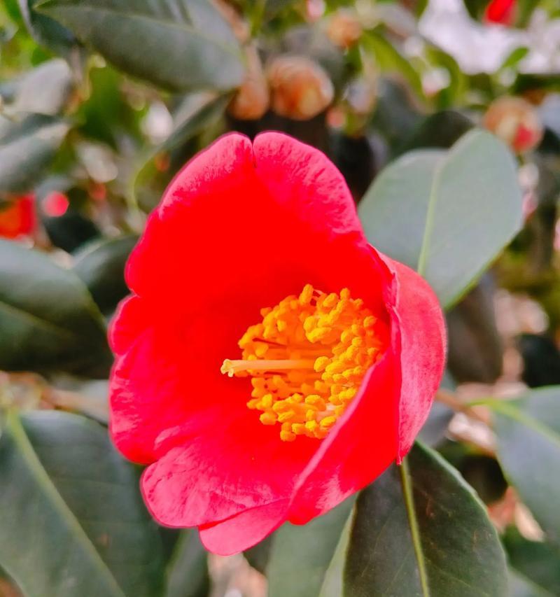 什么花在冬季最不怕冻？有哪些耐寒花卉推荐？