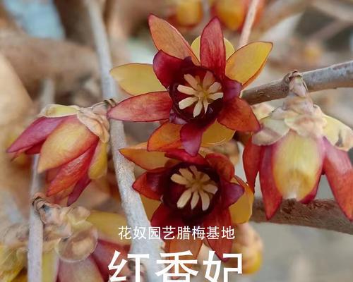 腊梅品种有哪些？如何选择最佳的腊梅品种？