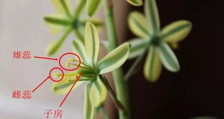 君子兰授粉技巧？怎样提高结实率？