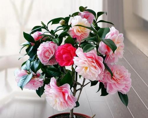 冬天适合种什么花？冬季花卉的养护要点是什么？