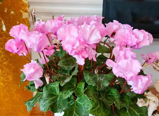 冬天适合种什么花？冬季花卉的养护要点是什么？
