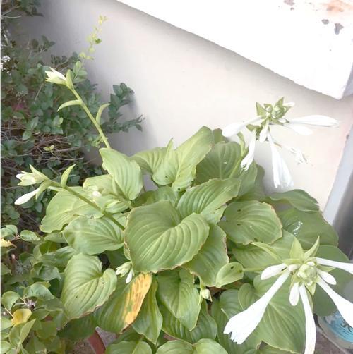 冬天适合种什么花？冬季花卉的养护要点是什么？