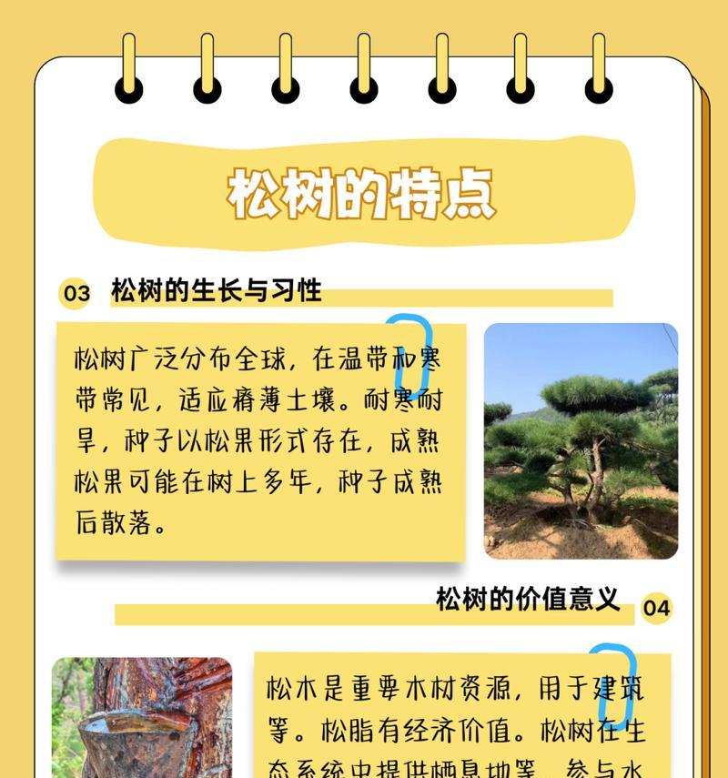 油松种植的步骤是什么？需要注意哪些问题？