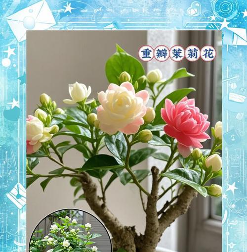 抹丽花的养护技巧和常见问题解答？