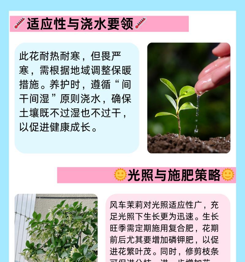 抹丽花的养护技巧和常见问题解答？