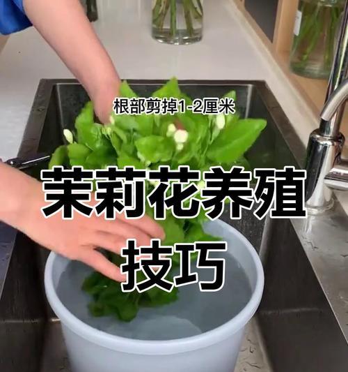抹丽花的养护技巧和常见问题解答？