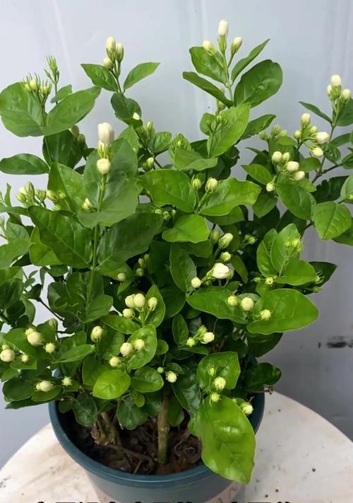 家庭园艺指南：哪些花最适合室内种植？