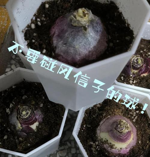 风信子根部腐烂怎么办？如何进行有效处理？