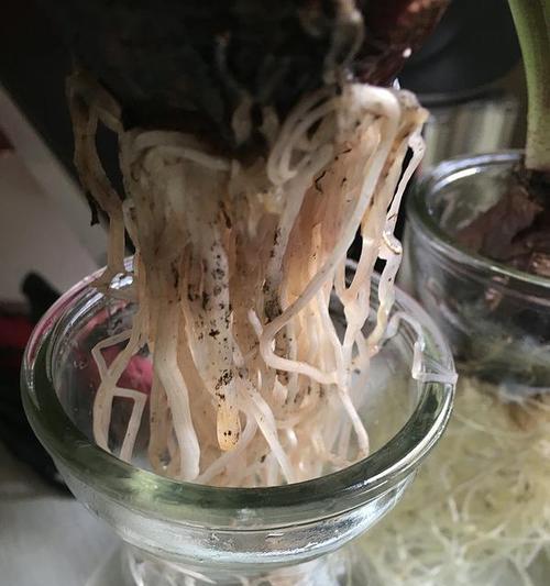 风信子根部腐烂怎么办？如何进行有效处理？