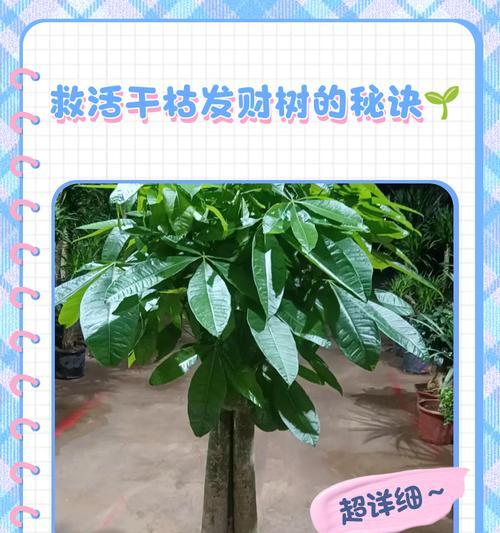 发财树树干变软的原因及解决方法？