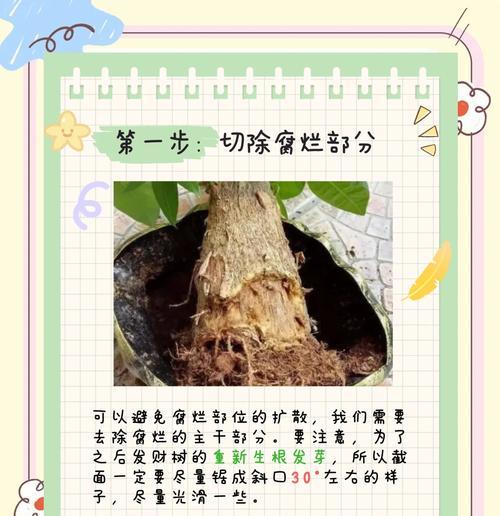 发财树树干变软的原因及解决方法？