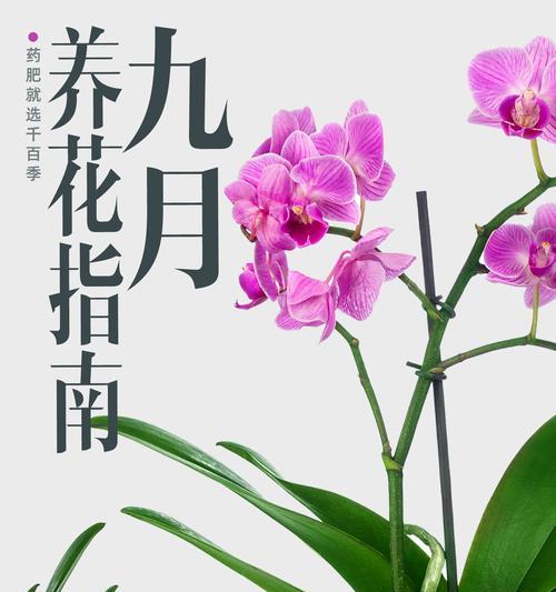 花卉养护中常见的问题有哪些？