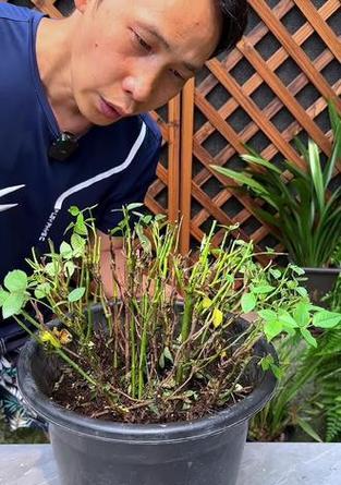 花卉养护中常见的问题有哪些？