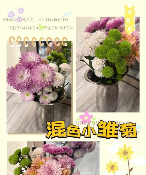 种雏菊的步骤是什么？需要特别注意哪些事项？