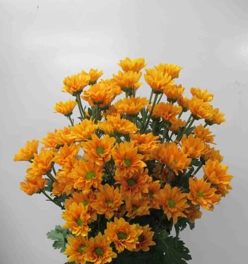 种雏菊的步骤是什么？需要特别注意哪些事项？