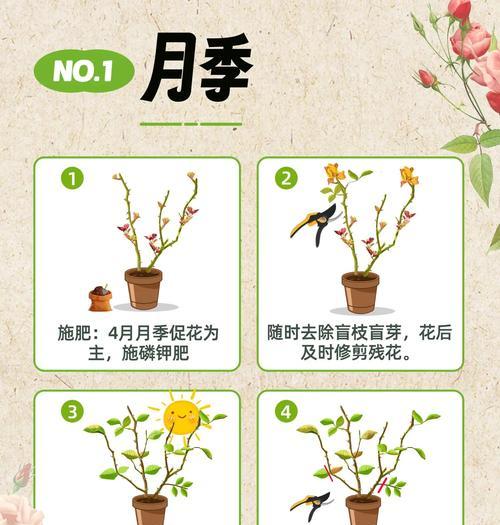 青云直上花的养殖技巧有哪些？