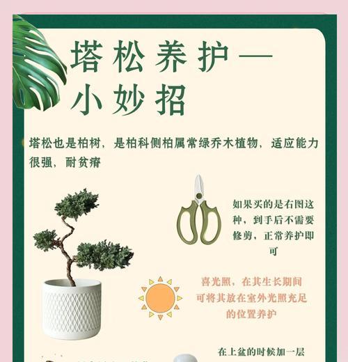 澳洲松的养护方法和常见问题解答是什么？