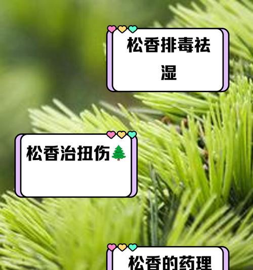 澳洲松的养护方法和常见问题解答是什么？