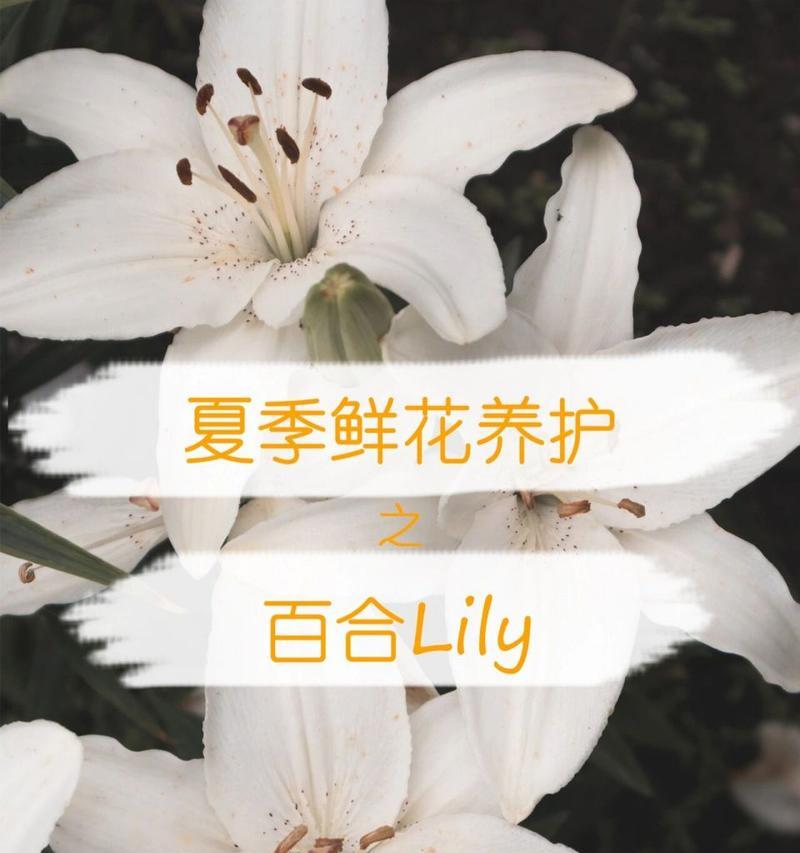 百合花养殖的要点和常见问题解答？