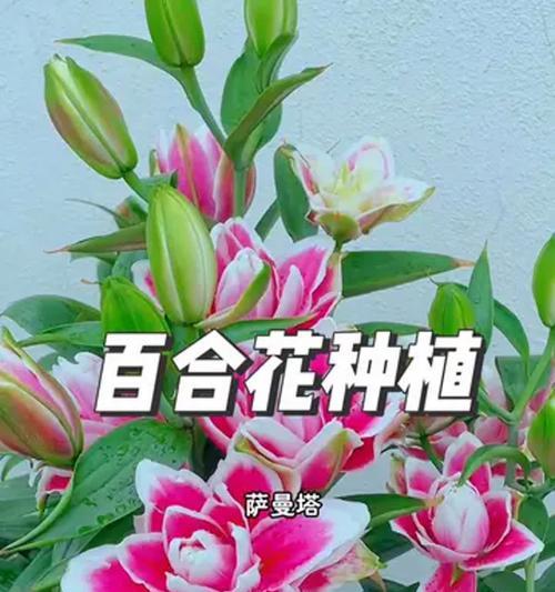 百合花养殖的要点和常见问题解答？