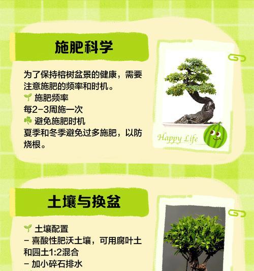榕树养殖需要注意哪些问题？正确的养殖方法是什么？