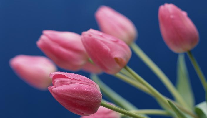郁金香花的养殖方法是什么？如何避免郁金香的病虫害？