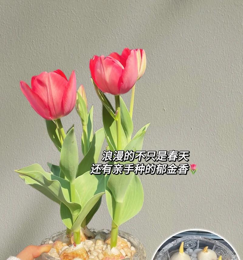 郁金香花的养殖方法是什么？如何避免郁金香的病虫害？