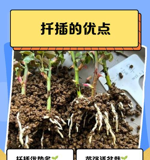 扦插植物的成功秘诀是什么？扦插步骤有哪些？