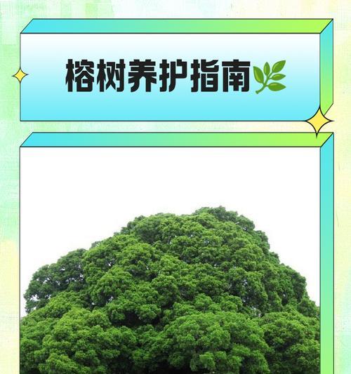 榕树修剪的正确方法和时机是什么？