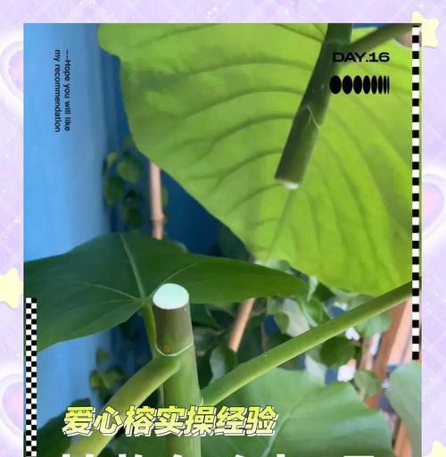 榕树修剪的正确方法和时机是什么？