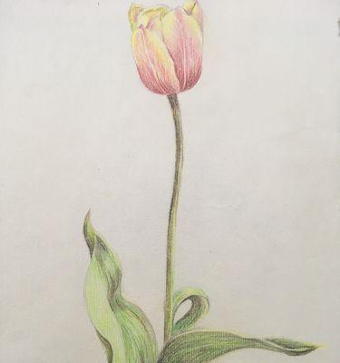 什么花草最适合初学者？
