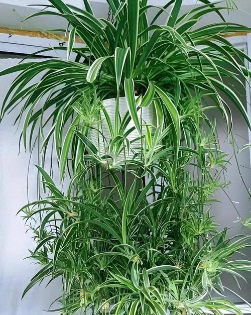 什么花草最适合初学者？